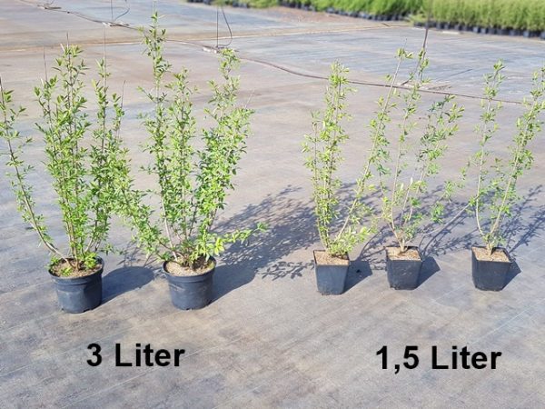 Liguster Atrovierens Winteransicht